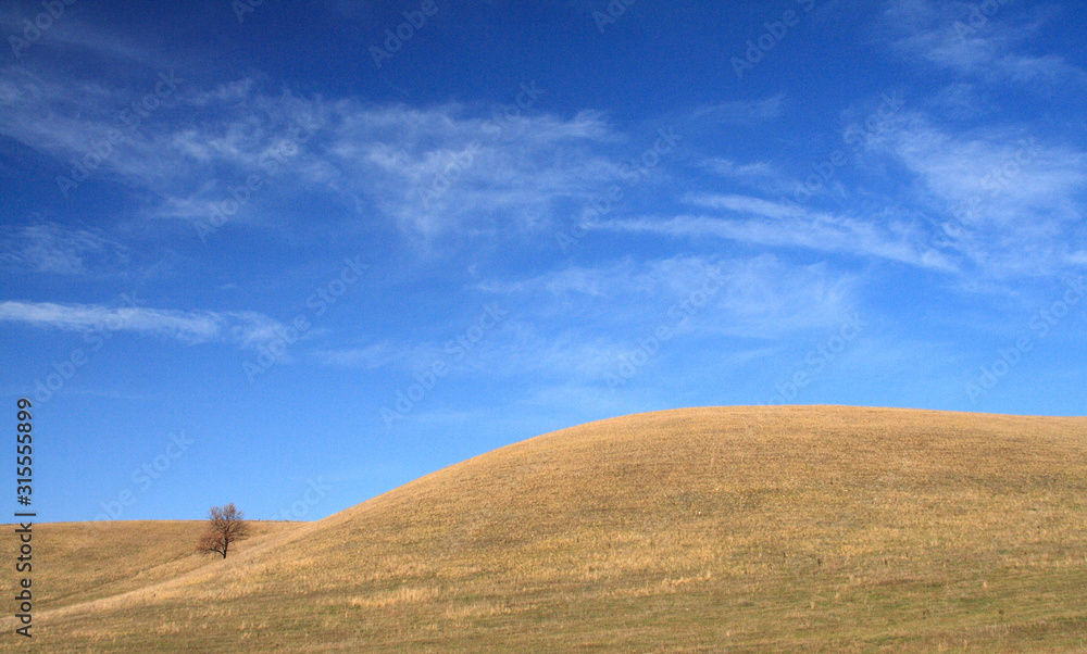 Autumn, a lonely tree standing on a slope against a blue sky Autumn, a lonely tree standing on a slope against a blue sky