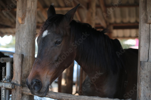 Fototapeta Naklejka Na Ścianę i Meble -  horse in a stable