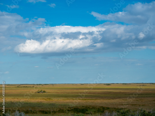 Sea of Everglades saw grass under a brilliant blue sky with fluffy clouds in Everglades National Park, Florida, USA .