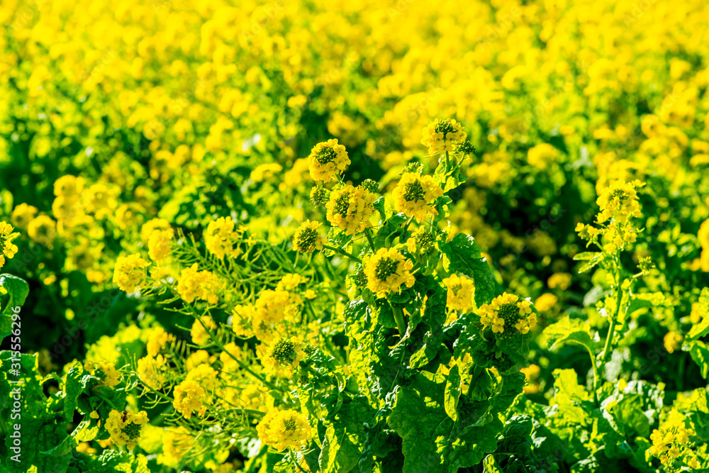 Obraz premium 大神の早咲き菜の花