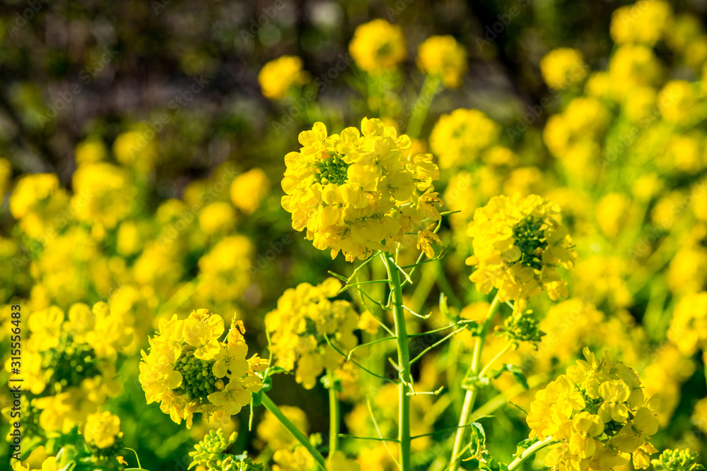 大神の早咲き菜の花 大神の早咲き菜の花