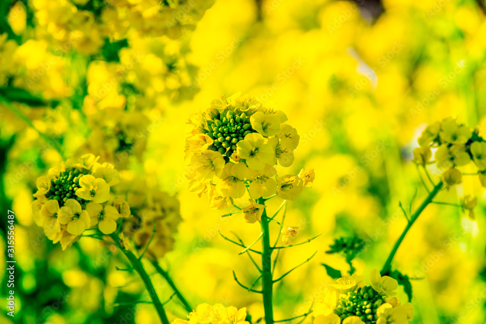大神の早咲き菜の花 大神の早咲き菜の花