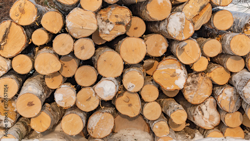 Harvested birch wood  logs laid in bulk
