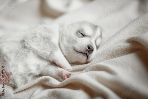 sleeping newborn puppy of husky breed of silver color lies on a neutral background with eyes closed