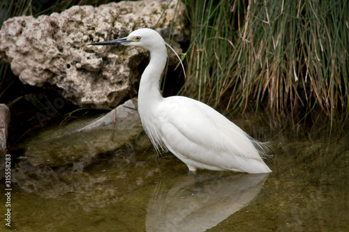 this is a side view of a little egret
