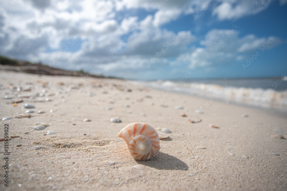Spiral Seashell on beach
