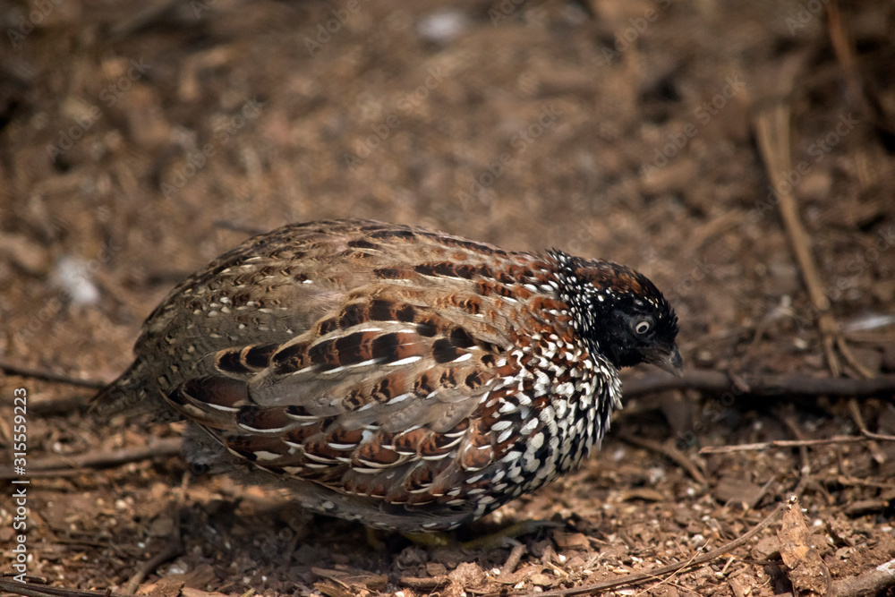 Fototapeta premium the black breasted button quail looking for food