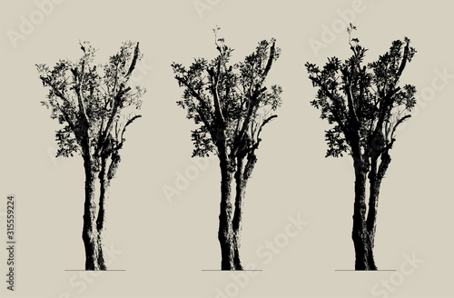 trees set silhouette. high contrast style : vector file (live trace in 3 degrees)