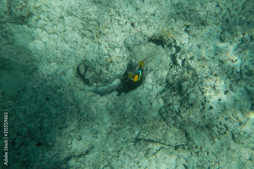 Bright clown fish swimming in the water of the Pacific Ocean near Fiji islands