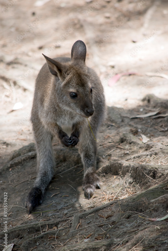 the joey red necked wallaby is resting the joey red necked wallaby is resting