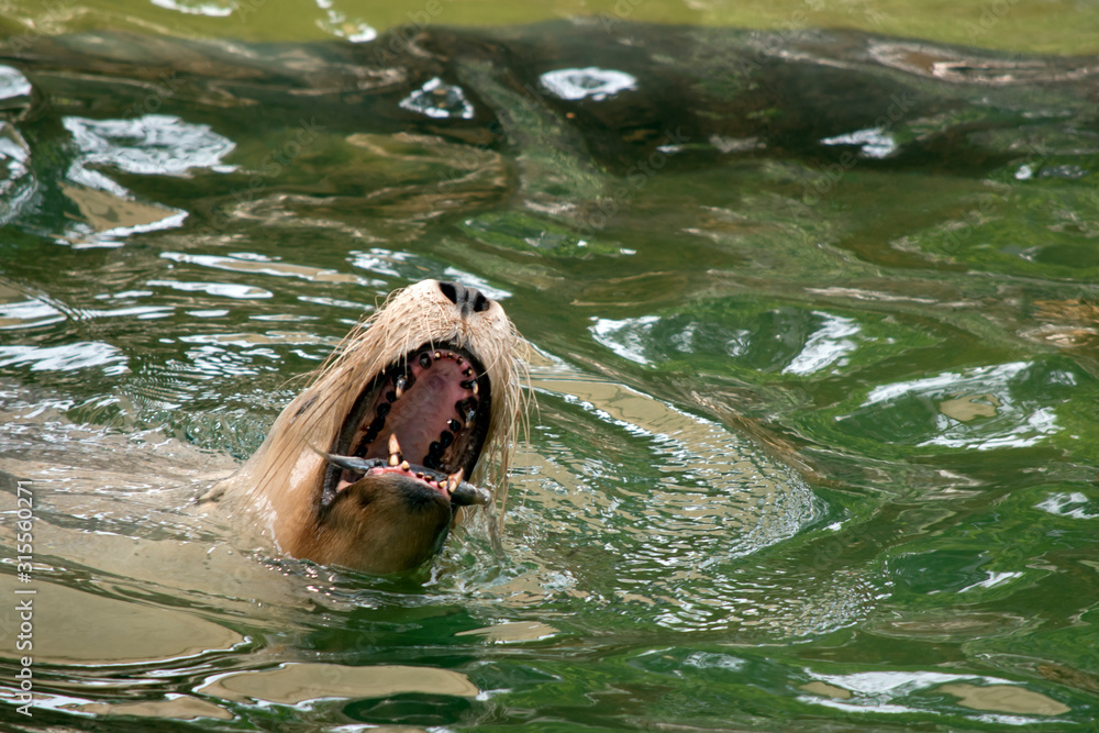 Fototapeta premium the sealion is eating a fish