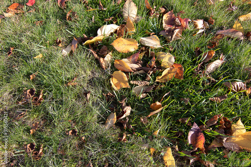 multiple types of fallen leaves in colors on grass photo