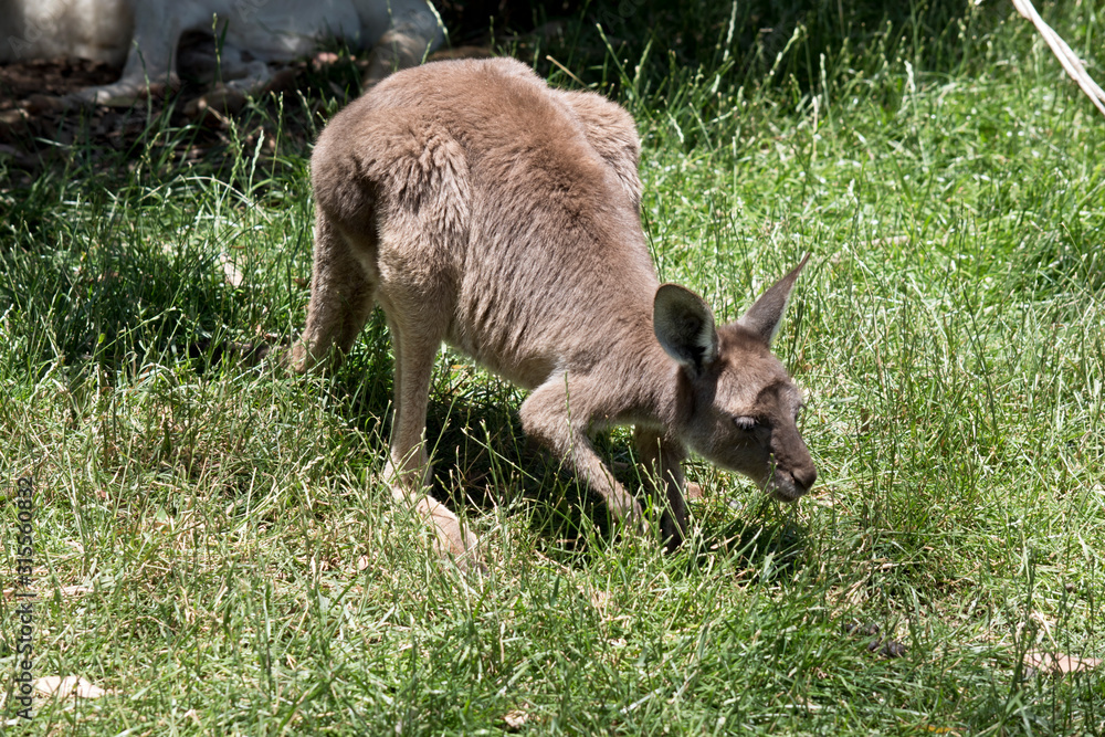 Fototapeta premium the joey western kangarool is in the tall grass