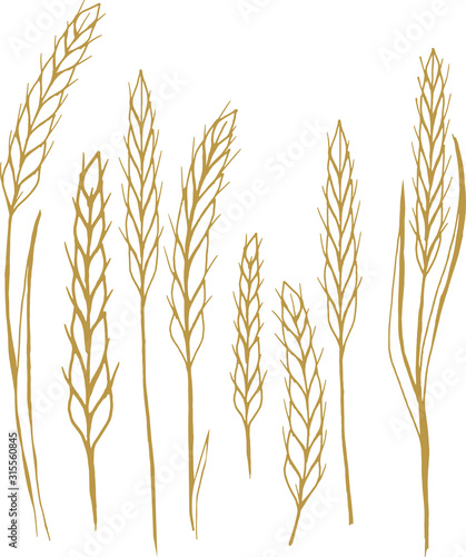 hand drawn vector illustration ears of wheat