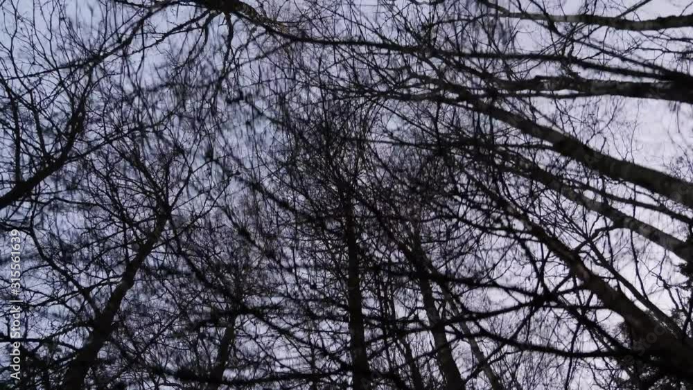 Point of view shot looking up while walking through the forest in the winter with no leaves on the tall trees Point of view shot looking up while walking through the forest in the winter with no leaves on the tall trees