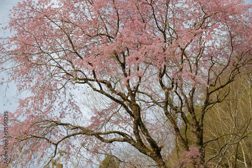 Wallpaper Mural 桜 Torontodigital.ca