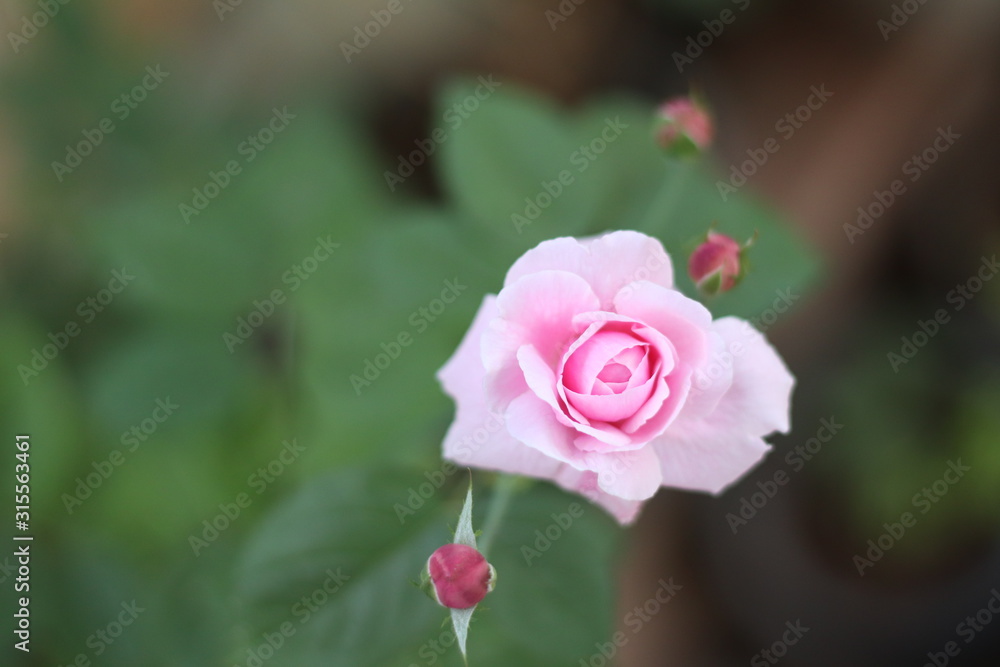 Pink rose bloom garden in day light. Valentine day or special anniversary day background Pink rose bloom garden in day light. Valentine day or special anniversary day background