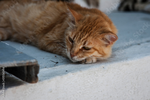 red cat resting on a white stone © Kooper