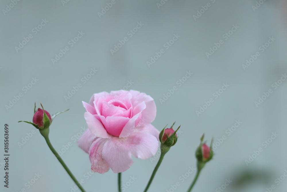 Pink rose bloom garden in day light. Valentine day or special anniversary day background Pink rose bloom garden in day light. Valentine day or special anniversary day background