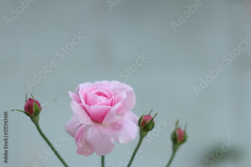 Pink rose bloom garden in day light. Valentine day or special anniversary day background
