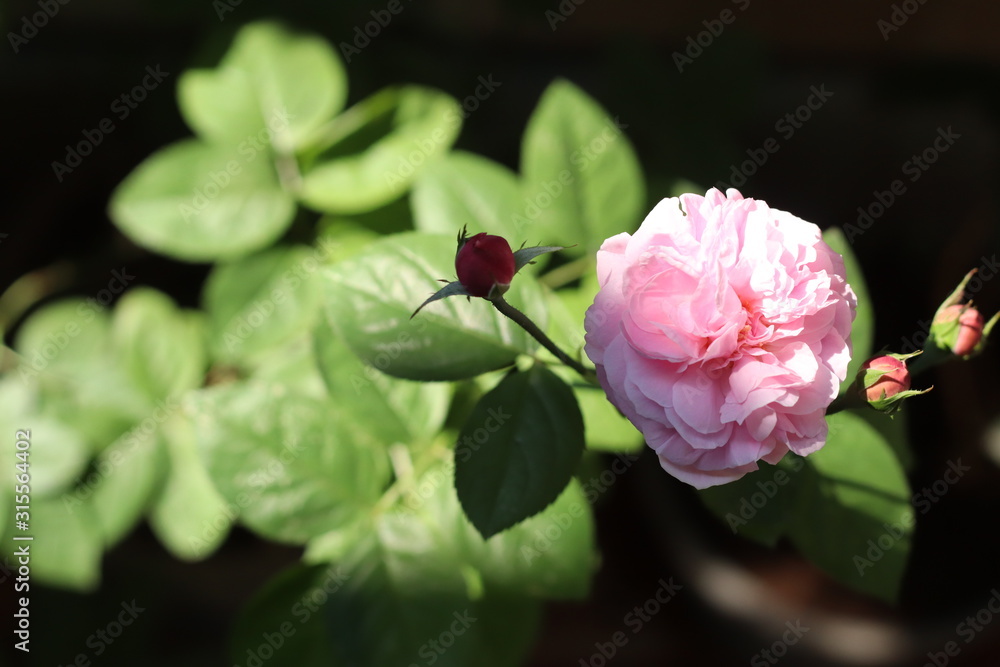 Pink rose bloom garden in day light. Valentine day or special anniversary day background Pink rose bloom garden in day light. Valentine day or special anniversary day background