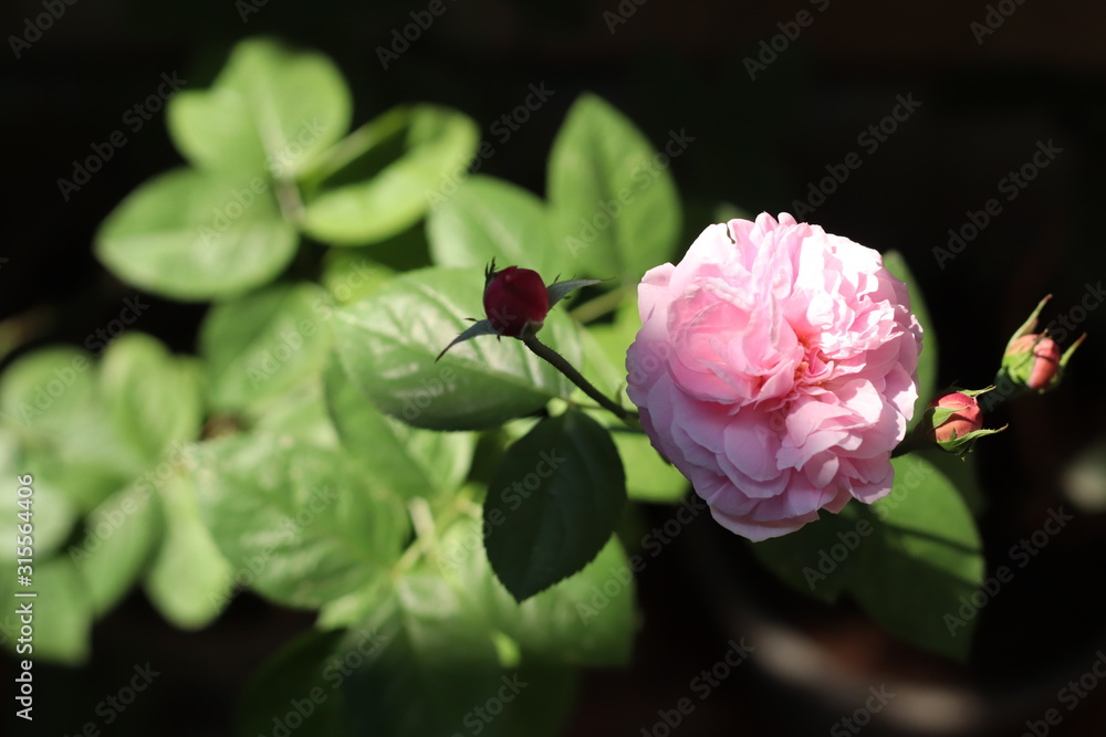 Pink rose bloom garden in day light. Valentine day or special anniversary day background Pink rose bloom garden in day light. Valentine day or special anniversary day background