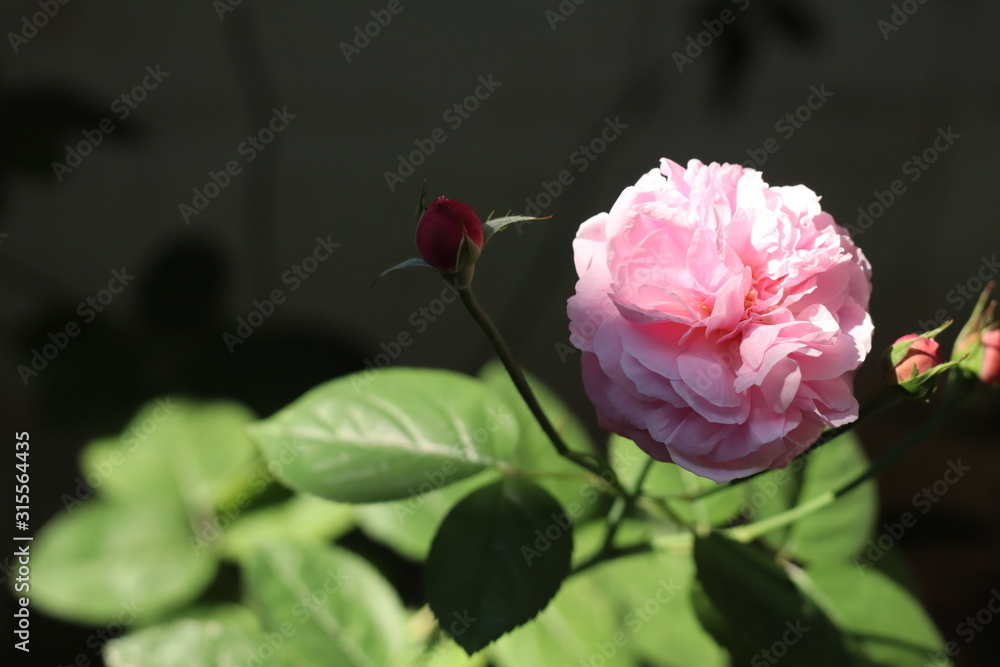 Obraz premium Pink rose bloom garden in day light. Valentine day or special anniversary day background