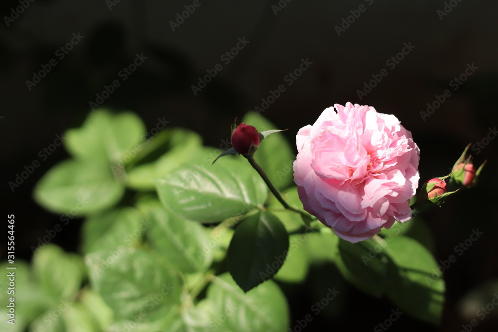 Obraz premium Pink rose bloom garden in day light. Valentine day or special anniversary day background