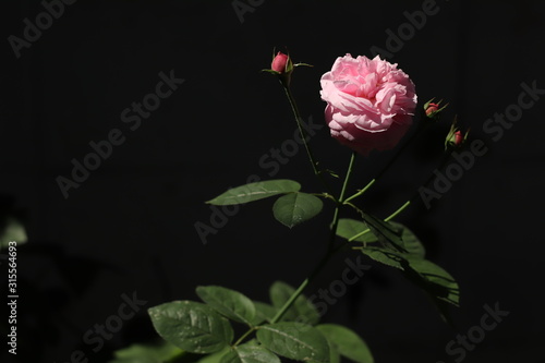 Pink rose bloom in black and dark background. Valentine day or special anniversary day background. Beautiful flower in darkness