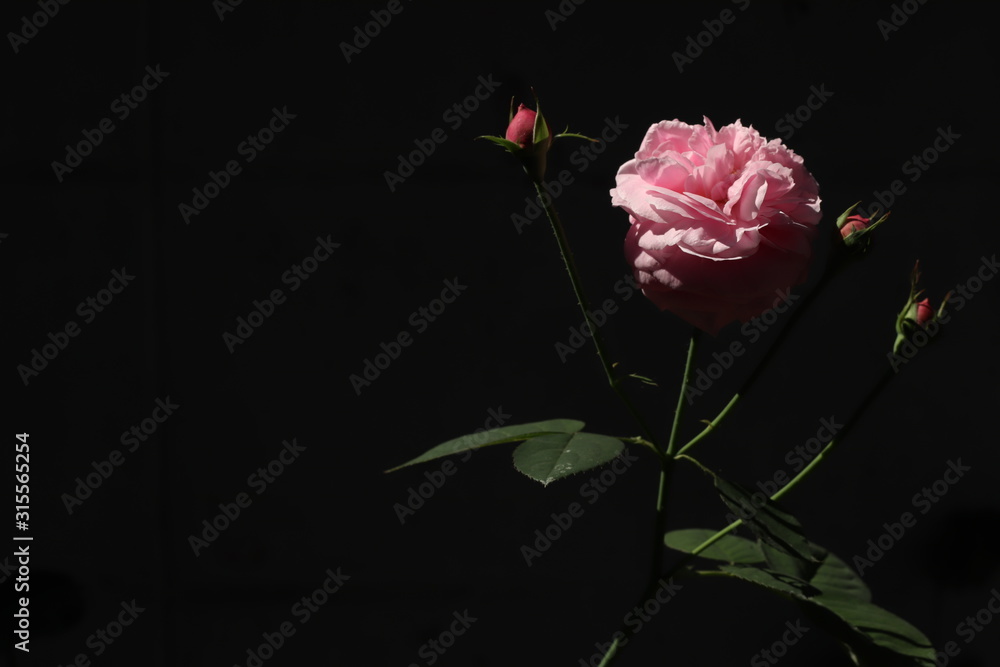 Pink rose bloom in black and dark background. Valentine day or special anniversary day background. Beautiful flower in darkness Pink rose bloom in black and dark background. Valentine day or special anniversary day background. Beautiful flower in darkness