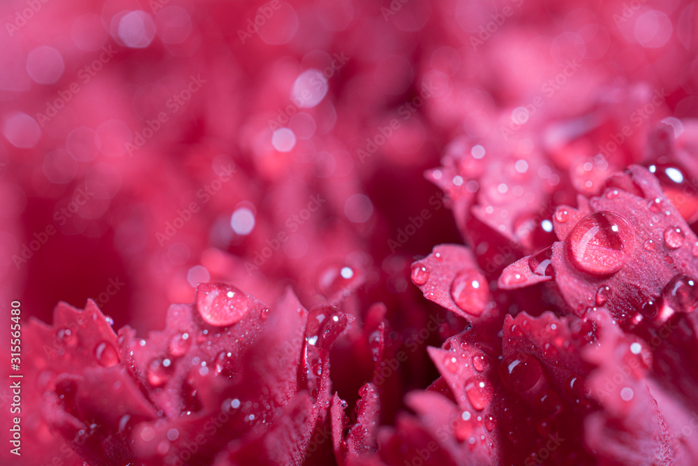 red carnation close-up, macro background image red carnation close-up, macro background image