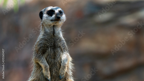 Meerkat standing and looking off frame right mid shot
