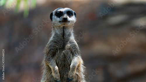 Meerkat standing and looking straight to camera mid shot