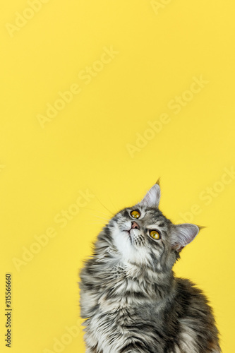 Portrait of a cat looking up in front of a yellow background