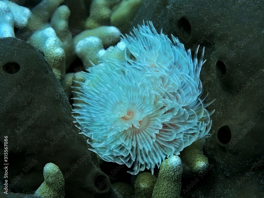 Obraz premium The amazing and mysterious underwater world of Indonesia, North Sulawesi, Manado, tube worm