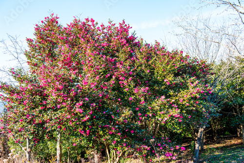 Wallpaper Mural 農業公園の山茶花 Torontodigital.ca