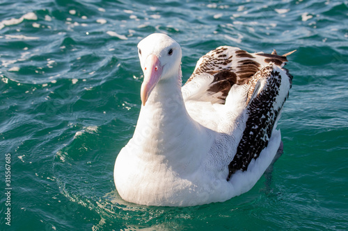 Gibson's Wandering Albatross photo