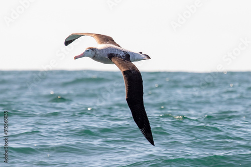 Antipodean Albatross photo