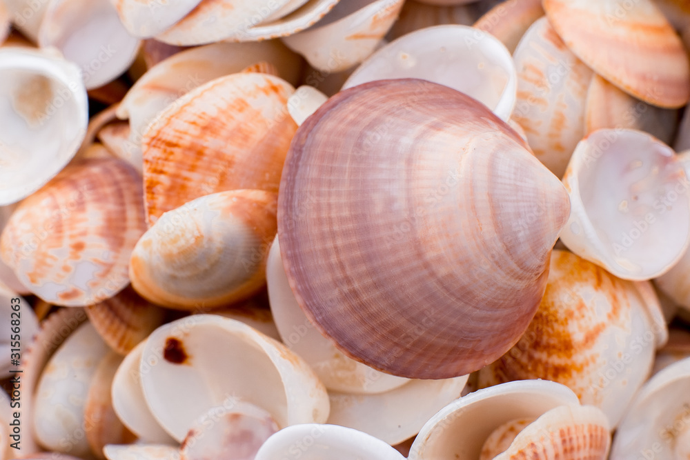 seashells in the sand. many seashells. seashells background.  