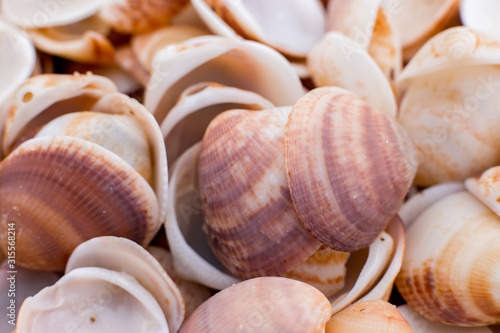 seashells in the sand. many seashells. seashells background. 
