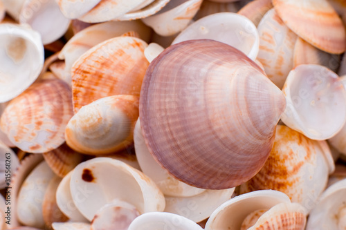 seashells in the sand. many seashells. seashells background. 