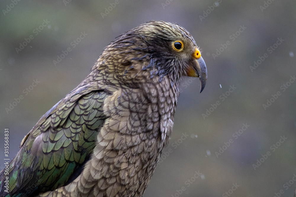 Obraz premium Kea - Alpine Parrot of New Zealand