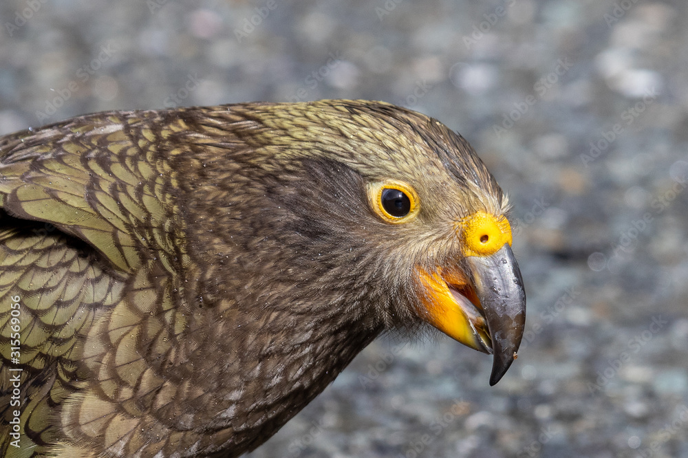 Fototapeta premium Kea - Alpine Parrot of New Zealand