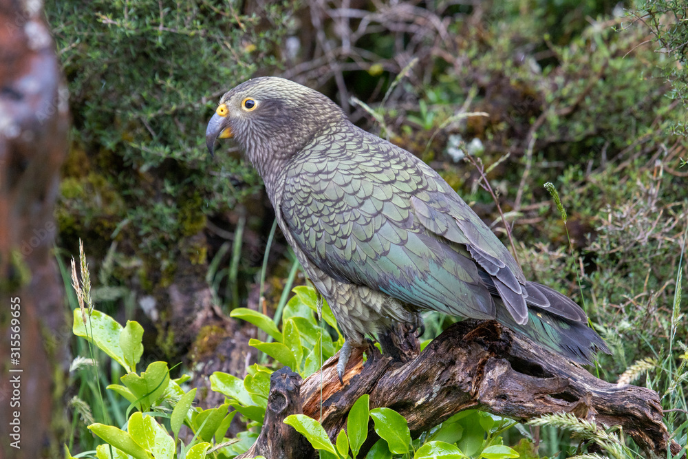 Kea - Alpine Parrot of New Zealand Kea - Alpine Parrot of New Zealand