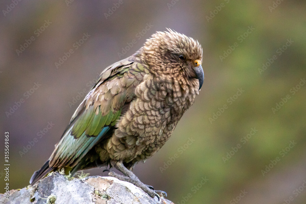Obraz premium Kea - Alpine Parrot of New Zealand