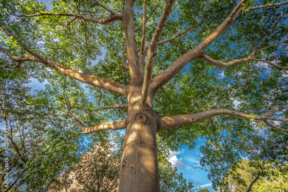 Fototapeta premium Tree with eye