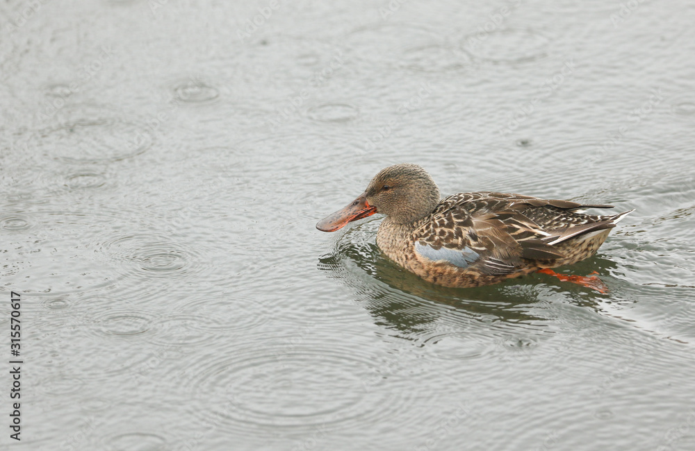 A pretty Shoveler duck, Anas clypeata, swimming on a lake in the pouring rain. A pretty Shoveler duck, Anas clypeata, swimming on a lake in the pouring rain.