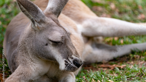 Red kangaroo close up sleeping left of frame