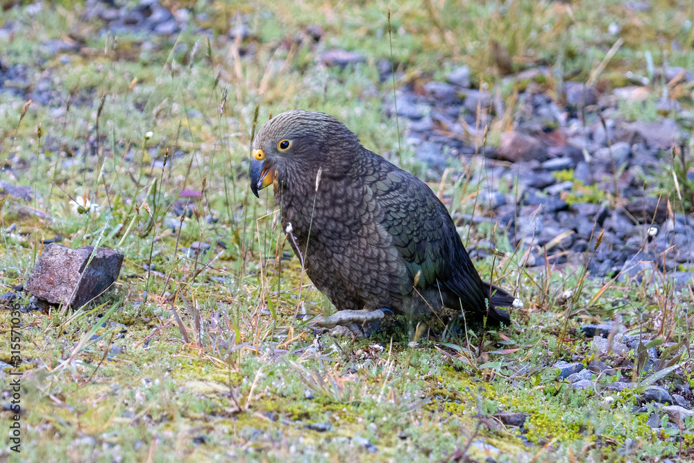 Kea - Alpine Parrot of New Zealand Kea - Alpine Parrot of New Zealand