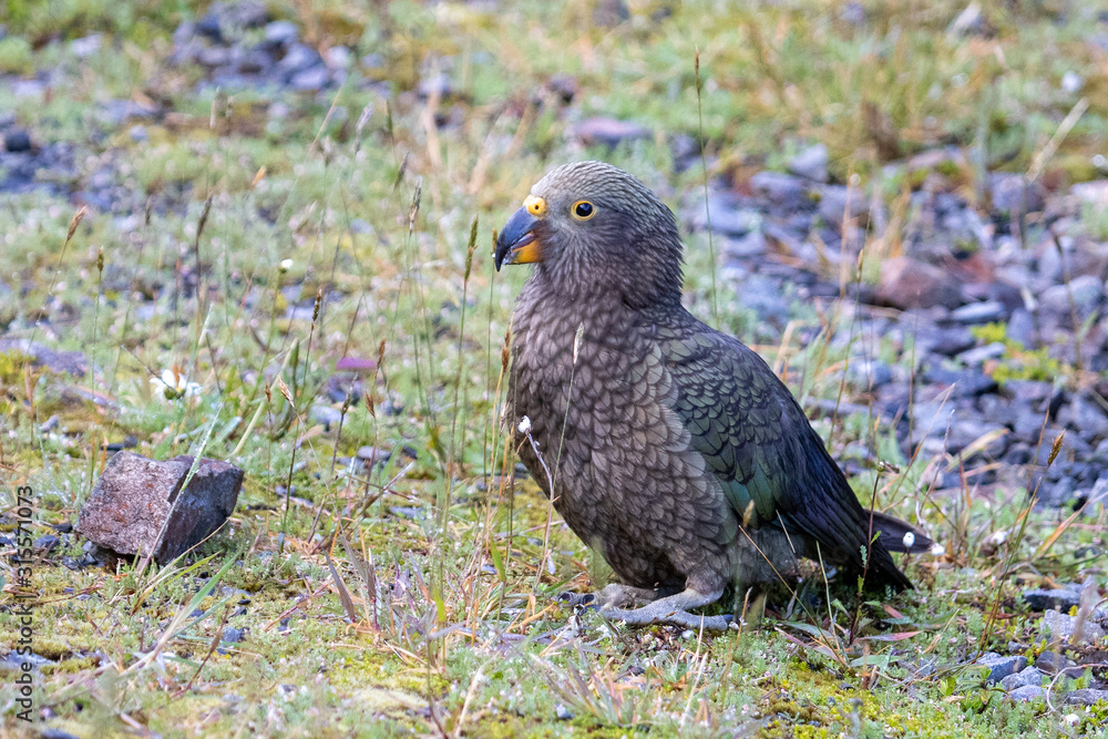 Obraz premium Kea - Alpine Parrot of New Zealand